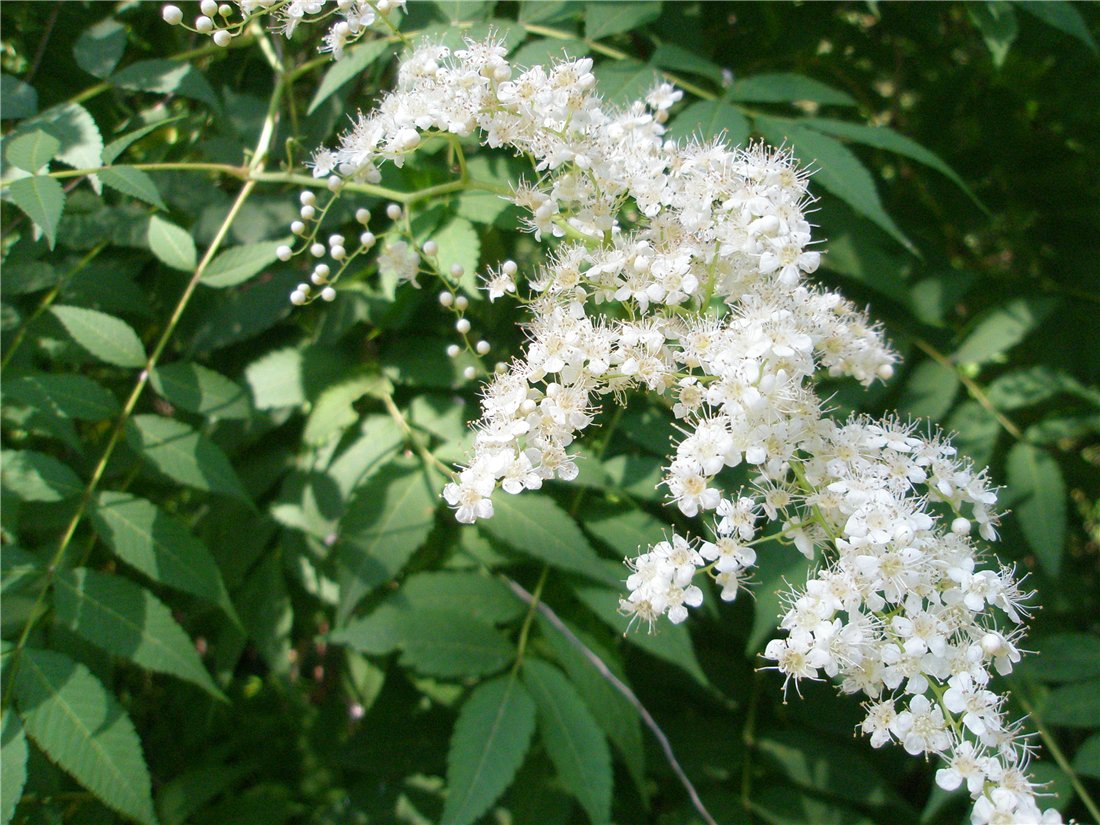 Image of Sorbaria sorbifolia specimen.