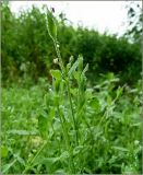 Stellaria alsine