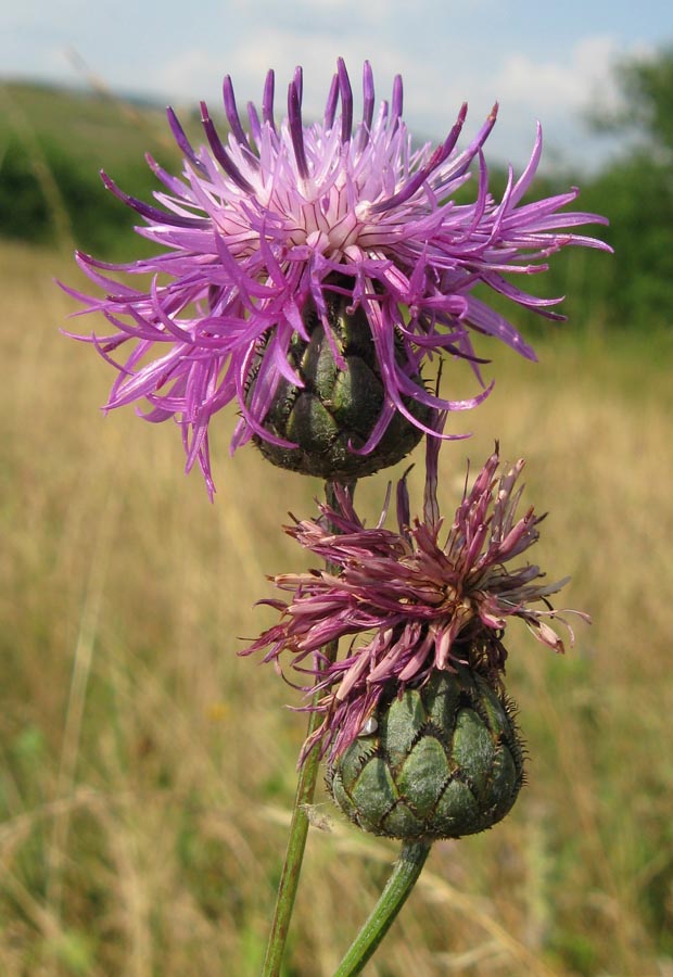 Image of Centaurea apiculata specimen.