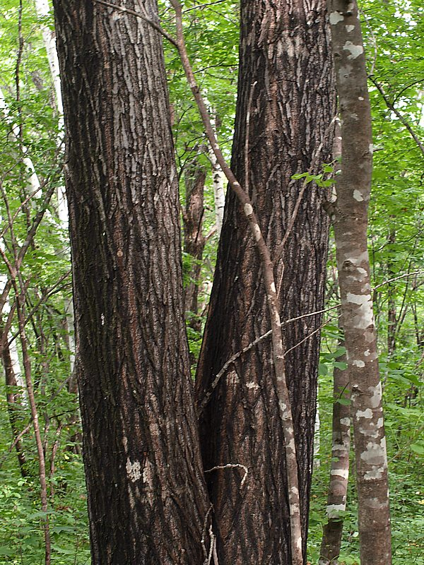 Изображение особи Juglans mandshurica.