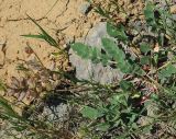 Astragalus megalomerus. Плодоносящее растение. Казахстан, Южно-Казахстанская обл., долина р. Боролдай. 03.05.2011.