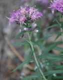 Saussurea salicifolia. Верхушка побега с соцветиями. Иркутская обл., озеро Байкал, Малое Море, бухта Базарная. 22.07.2011.