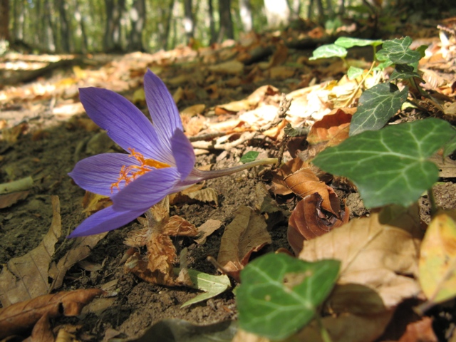 Изображение особи Crocus speciosus.