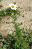 Tripleurospermum inodorum. Цветущее растение. Ярославская обл., Угличский р-н, дер. Масальское, берег р. Корожечна. 24.06.2011.