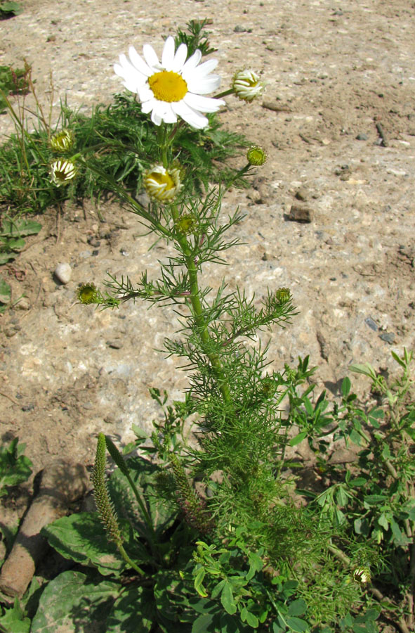 Image of Tripleurospermum inodorum specimen.