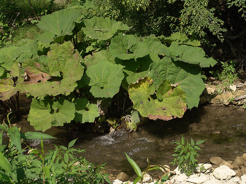 Image of Petasites hybridus specimen.