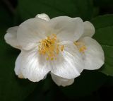 Philadelphus coronarius