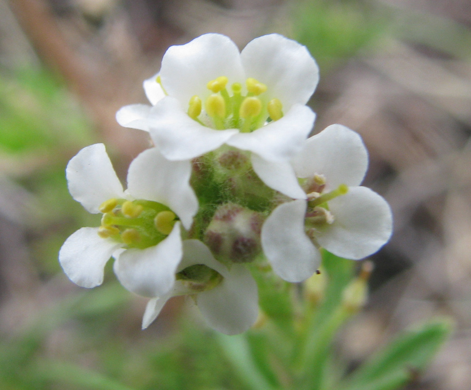 Image of Ptilotrichum dahuricum specimen.