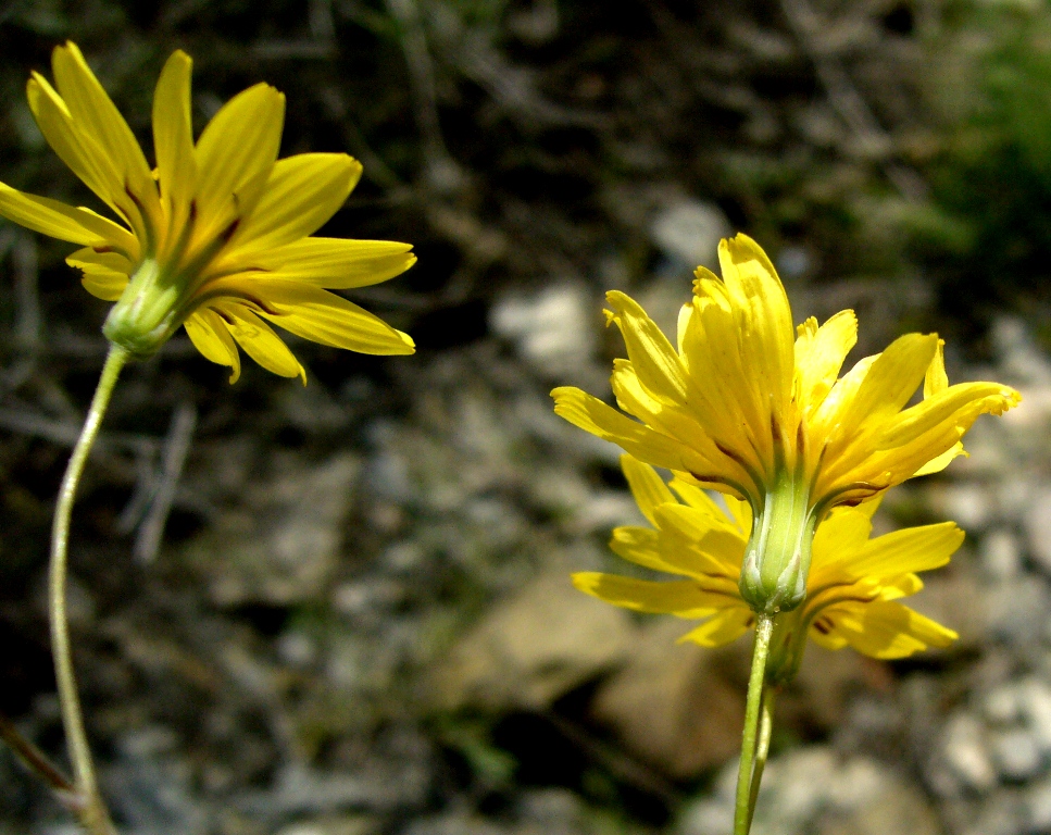 Image of Lagoseris obovata specimen.