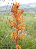 Orobanche subspecies xanthostigma