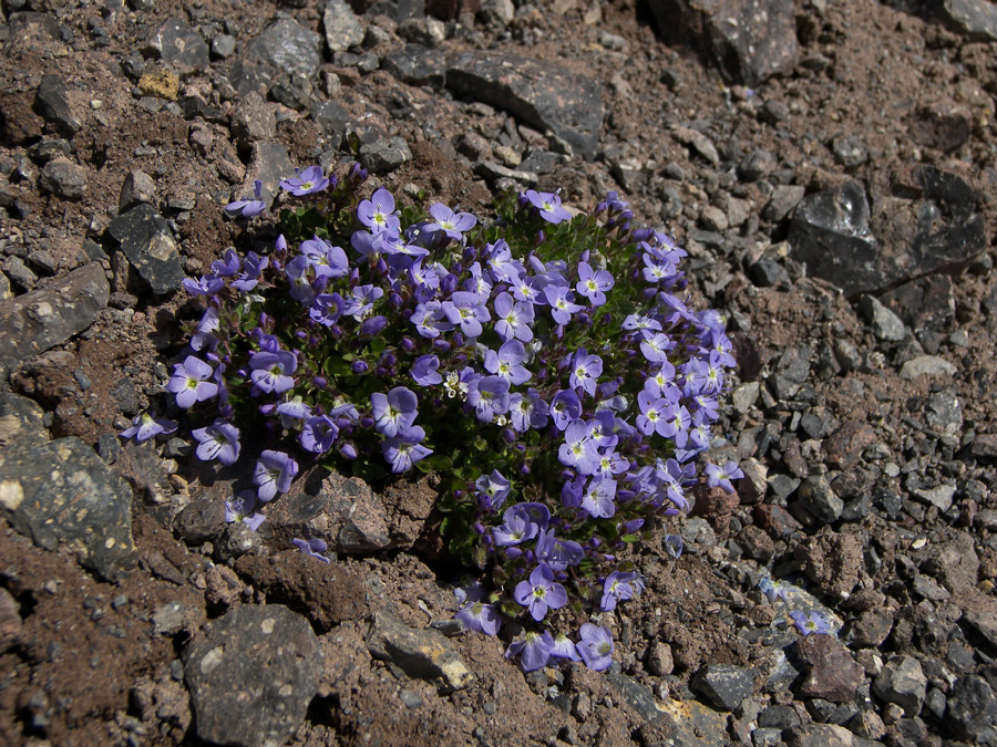 Image of Veronica minuta specimen.