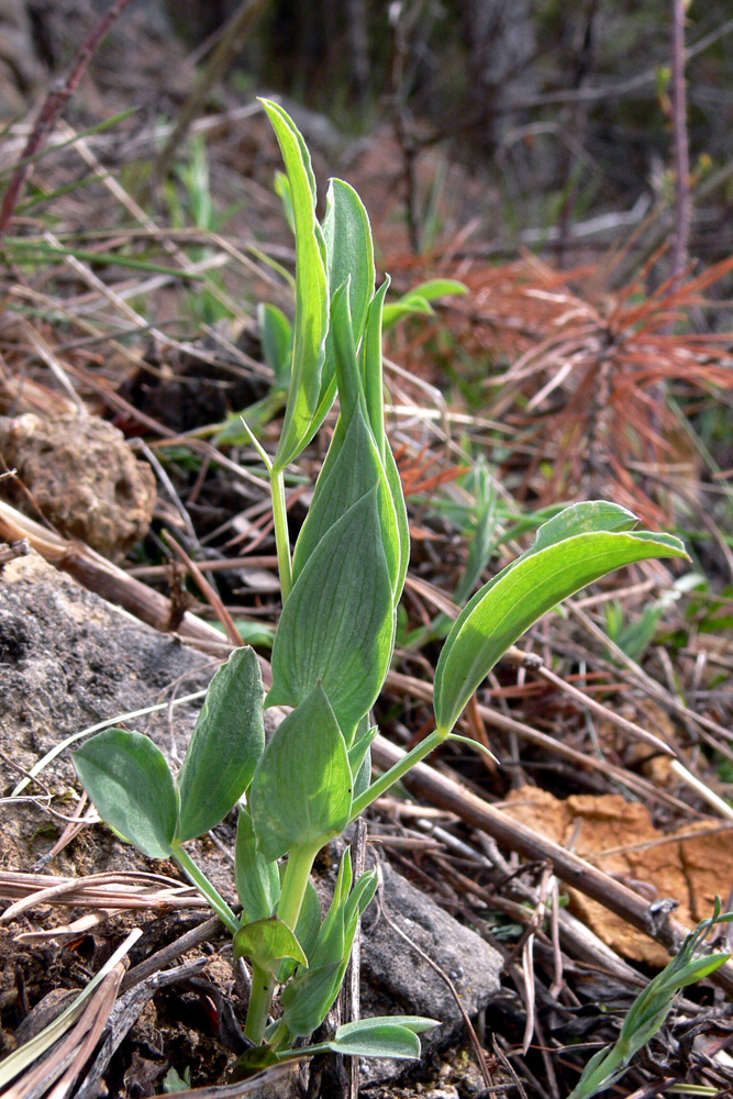 Изображение особи Lathyrus pratensis.