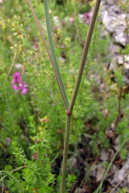 Image of Bupleurum exaltatum specimen.