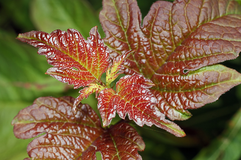 Image of Viburnum opulus specimen.