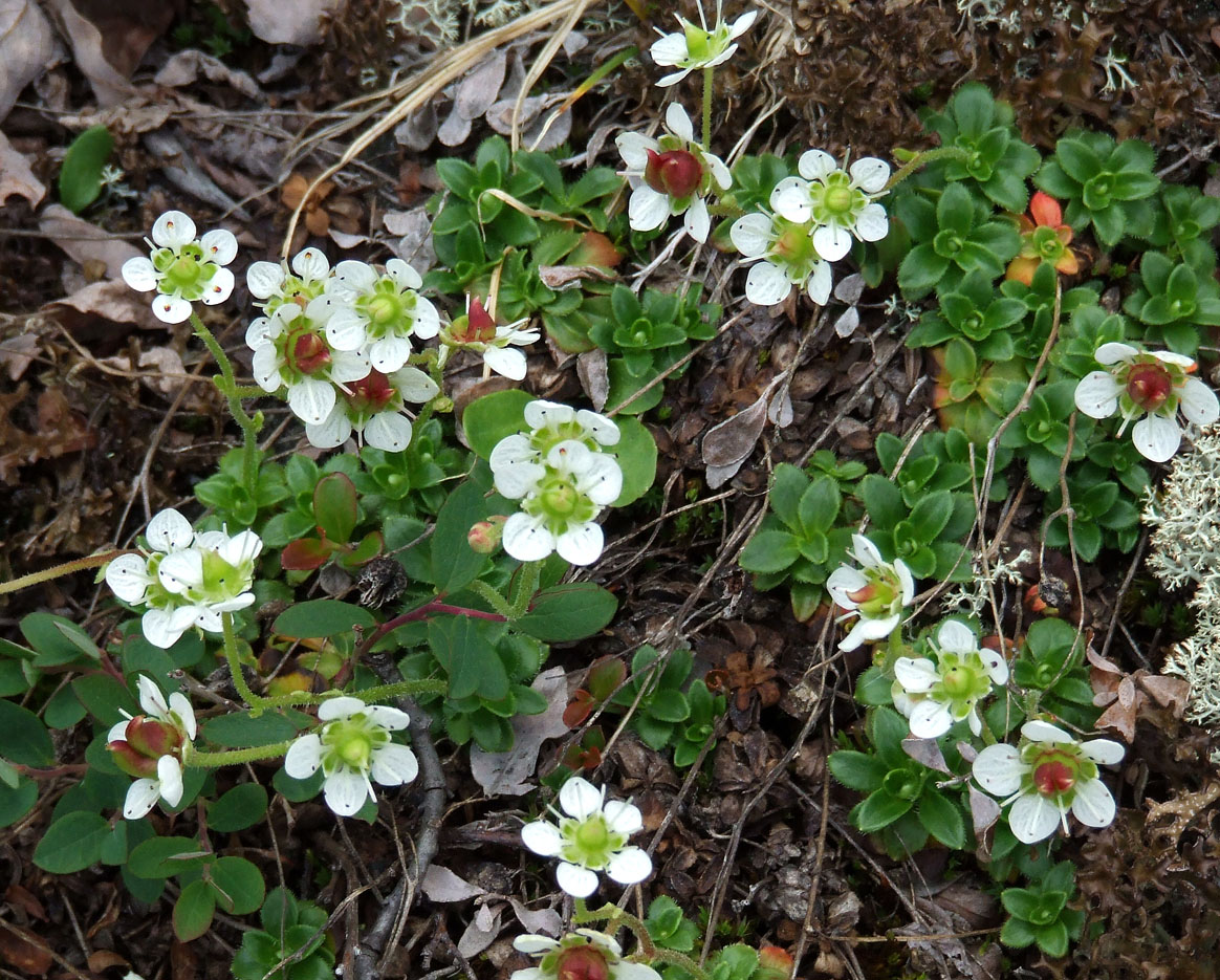 Изображение особи Micranthes merkii.