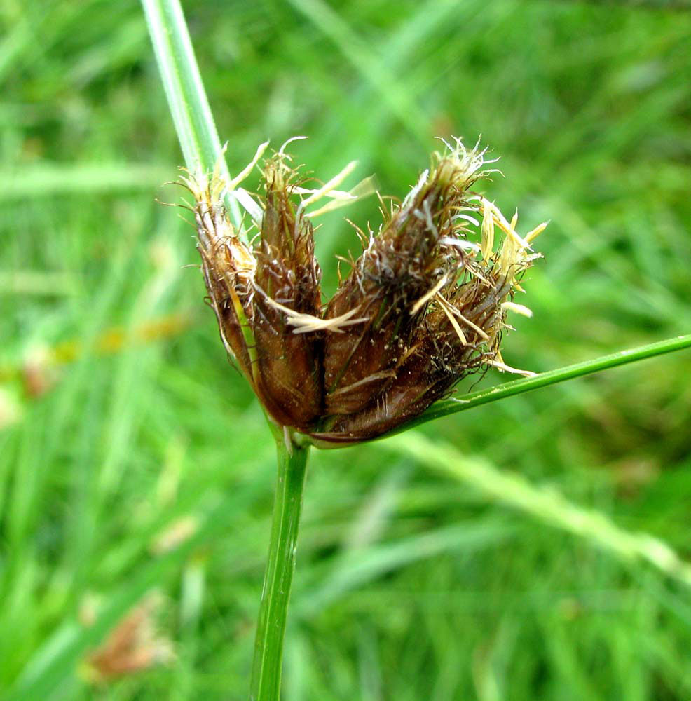 Image of Bolboschoenus planiculmis specimen.