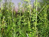 Pastinaca sativa. Цветущие растения. Чувашия, г. Чебоксары, Чебоксарское вдхр., отсыпка щебня вдоль уреза воды. 11.07.2011.