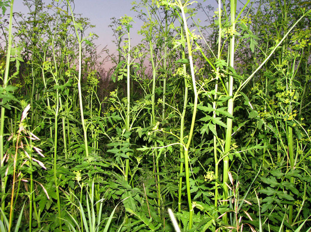 Image of Pastinaca sativa specimen.