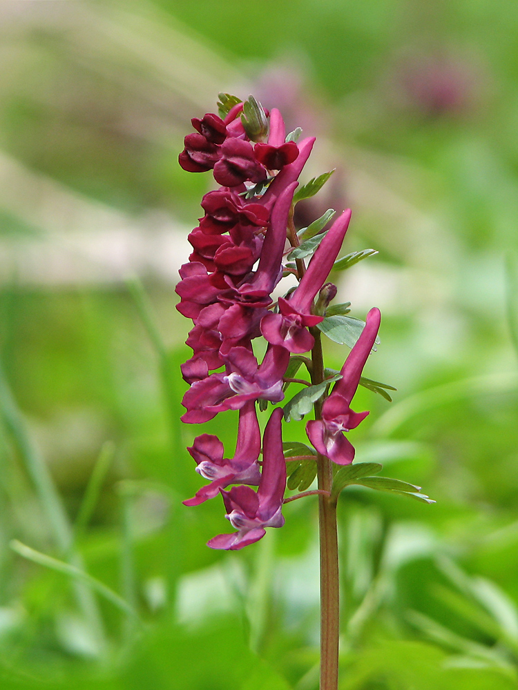 Изображение особи Corydalis solida.