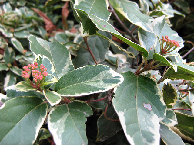 Image of Viburnum tinus specimen.