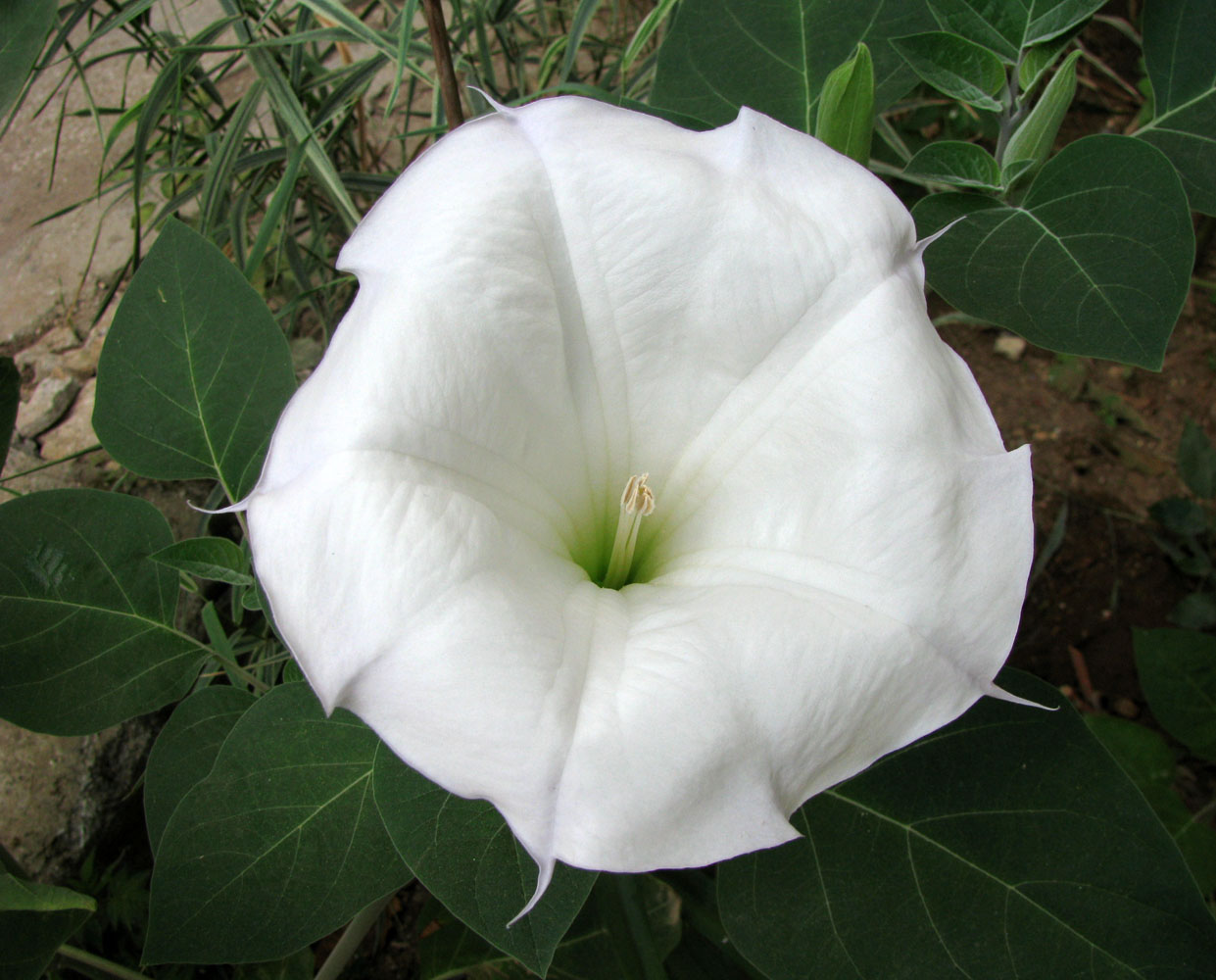 Изображение особи Datura wrightii.