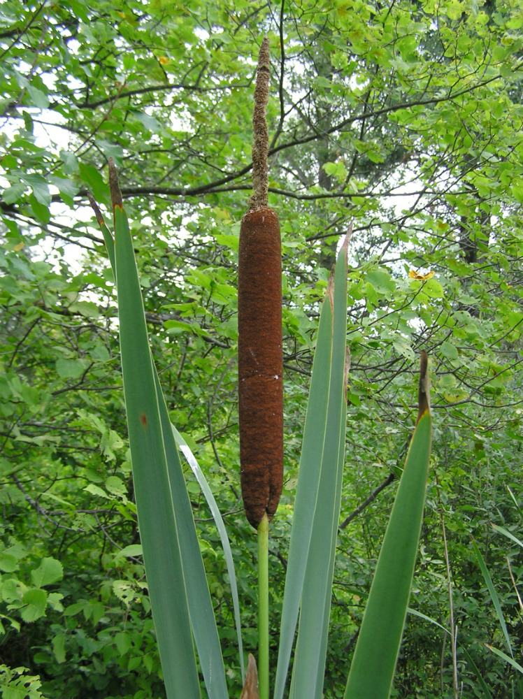 Изображение особи Typha latifolia.