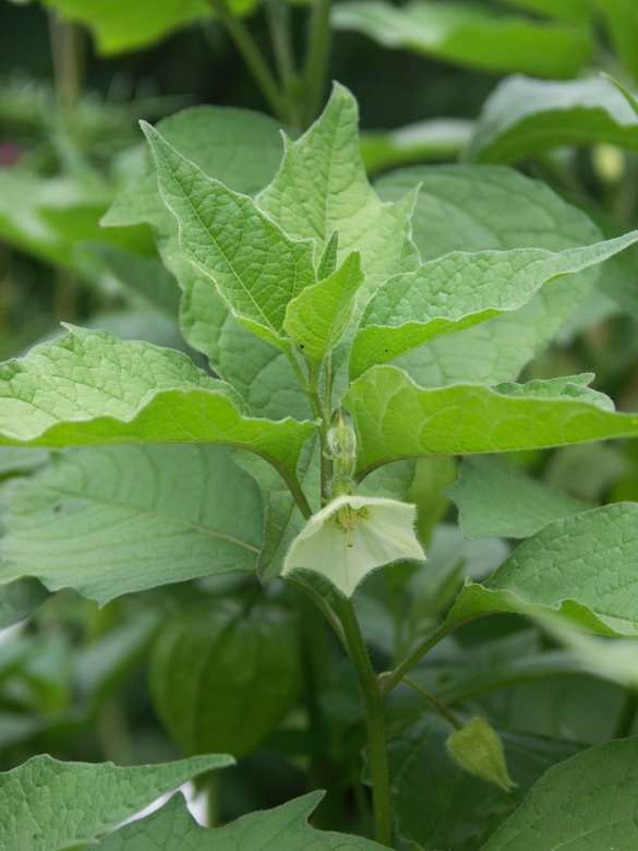 Image of Alkekengi officinarum specimen.