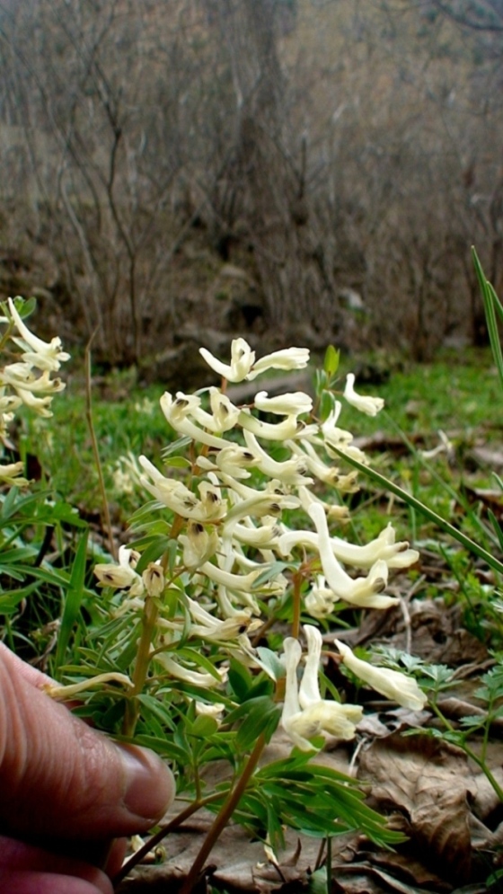 Изображение особи Corydalis angustifolia.