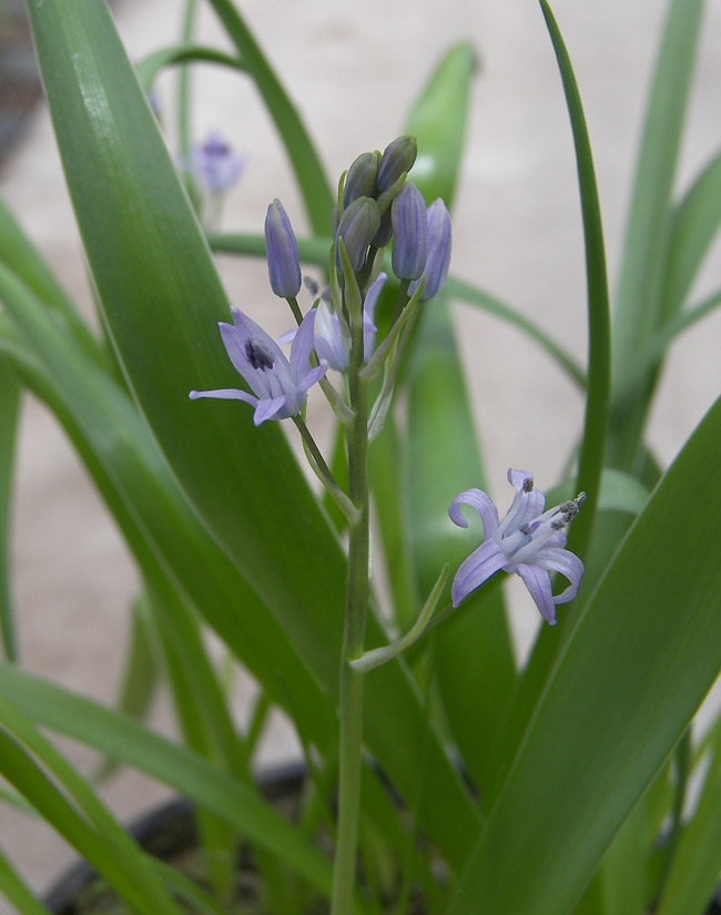Изображение особи Scilla ramburei.