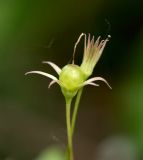 Trientalis europaea. Незрелые плоды. Мурманская обл., Кандалакшский р-н, окр. пос. Колвица, ельник. 03.07.2010.