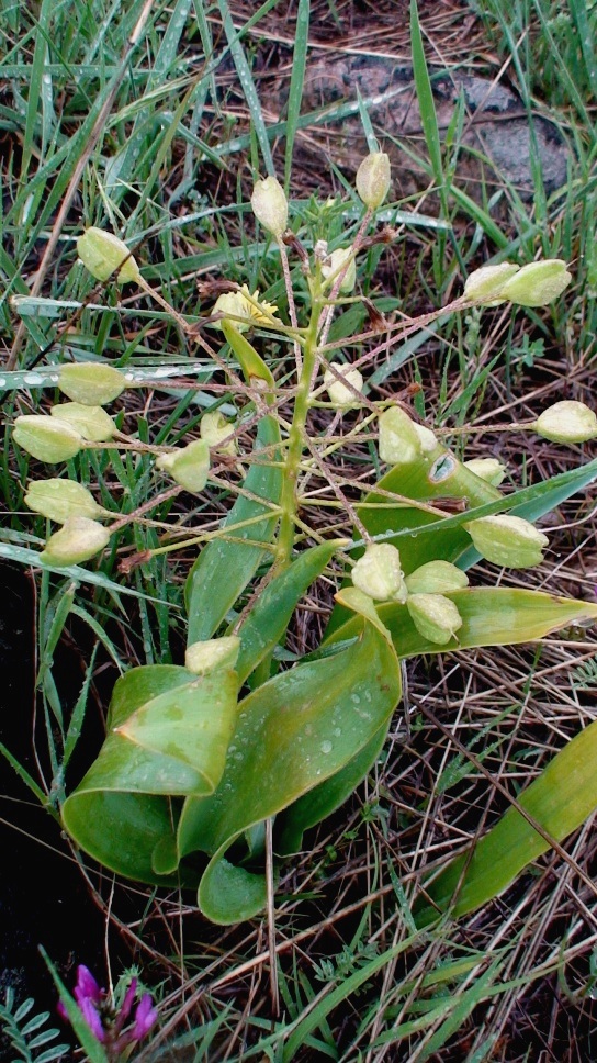 Image of Bellevalia montana specimen.