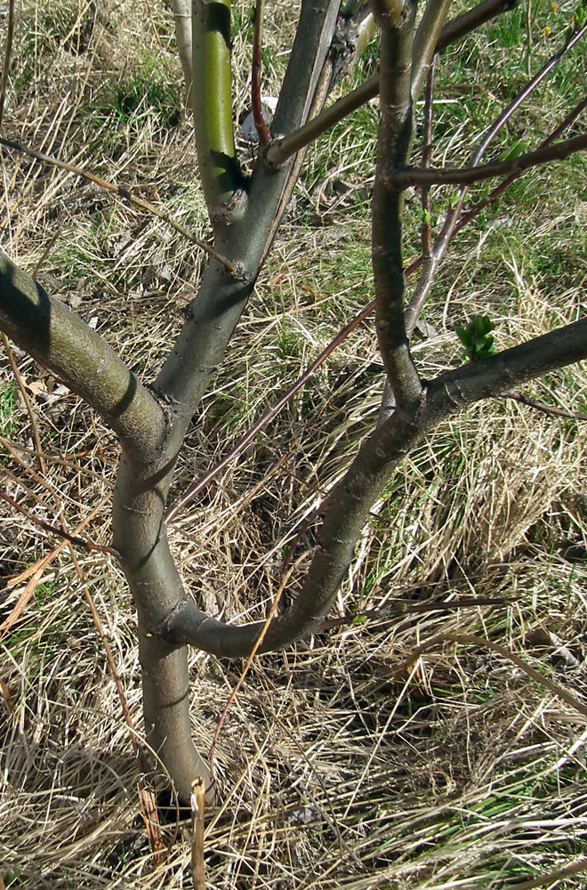 Изображение особи Salix phylicifolia.