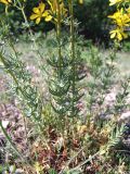 Hypericum elongatum