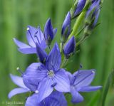 Veronica teucrium. Часть соцветия с раскрывшимися цветками и бутонами. Украина, Черкасская обл., Каневский р-н, региональный ландшафтный парк \"Трахтемиров\", урочище \"Монастырок\". 26 мая 2012 г.