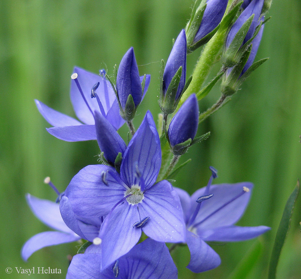 Image of Veronica teucrium specimen.