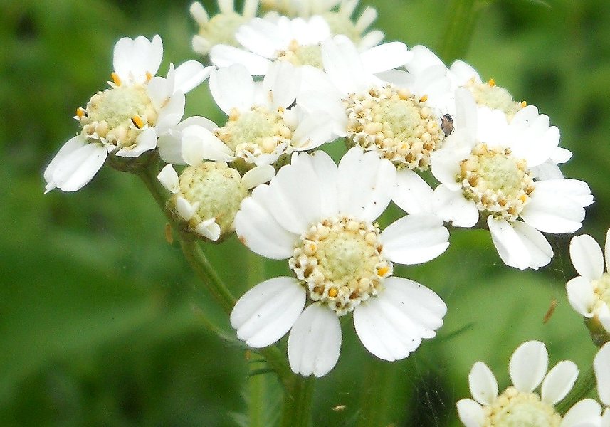 Изображение особи Achillea impatiens.