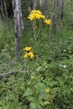 Crepis sibirica