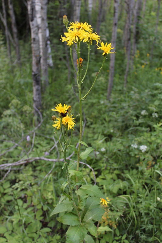 Изображение особи Crepis sibirica.