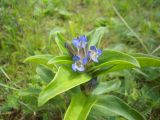 Gentiana cruciata. Верхушка цветущего растения. Ставропольский край, Джинальский хребет, ущелье р. Ольховки. 30.06.2012.