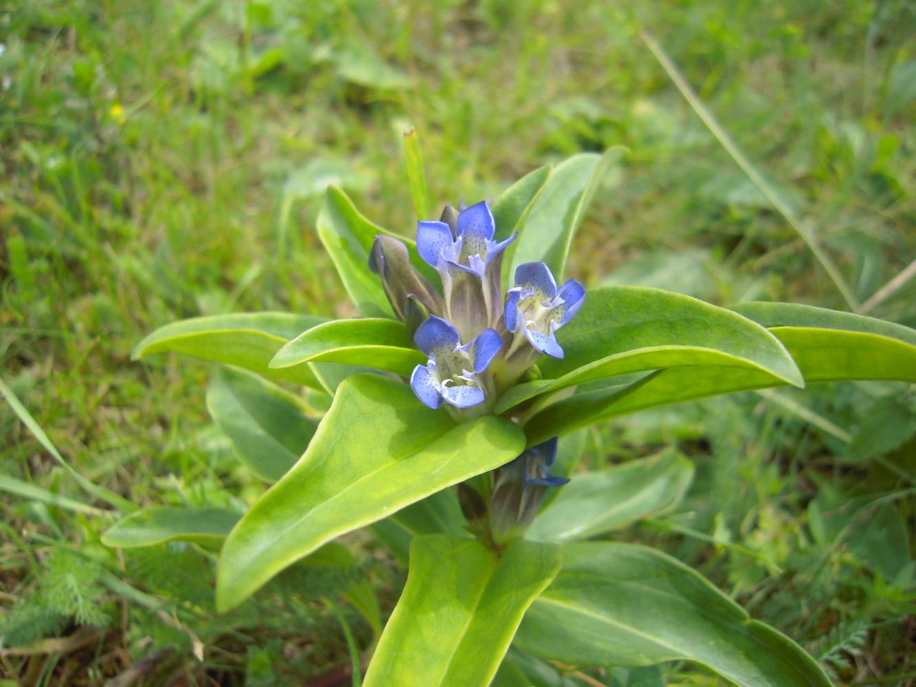 Image of Gentiana cruciata specimen.