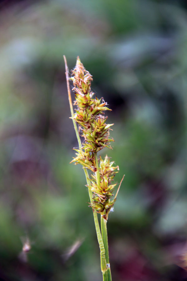 Изображение особи Carex vulpina.