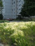 Hordeum jubatum