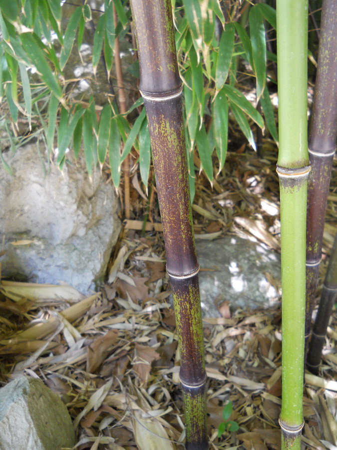 Image of Phyllostachys nigra specimen.