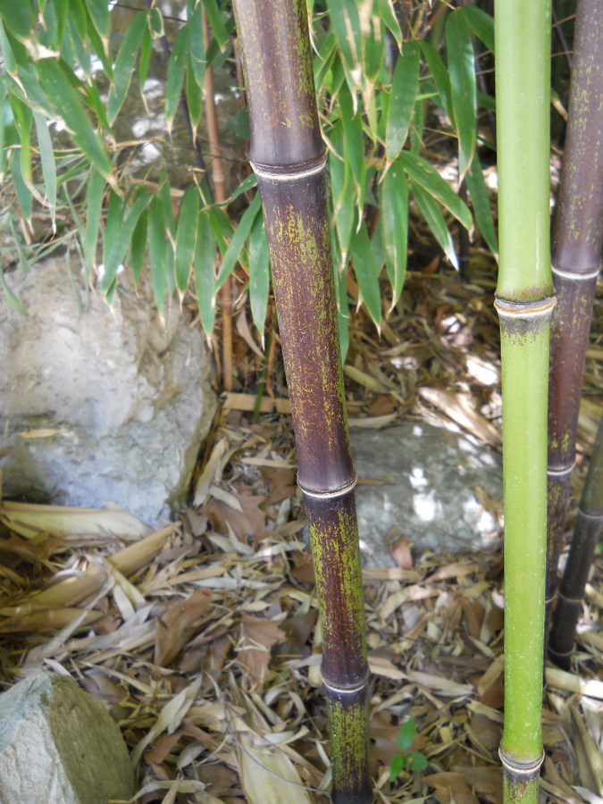 Image of Phyllostachys nigra specimen.