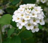 Spiraea × vanhouttei. Соцветие. Подмосковье, г. Одинцово, сквер. Июнь 2012 г.