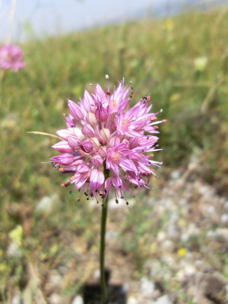 Изображение особи Allium globosum.