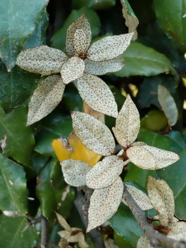 Image of Elaeagnus pungens specimen.