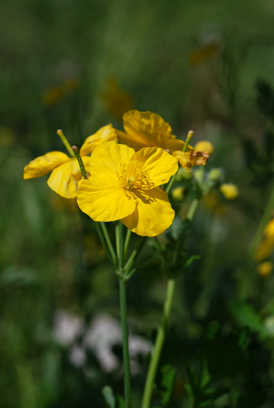 Изображение особи Chelidonium majus.