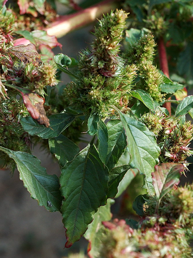 Изображение особи род Amaranthus.