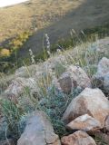 Artemisia caucasica. Плодоносящее растение. Крым, гора Чатырдаг, нижнее плато, каменистый склон. 29 сентября 2012 г.